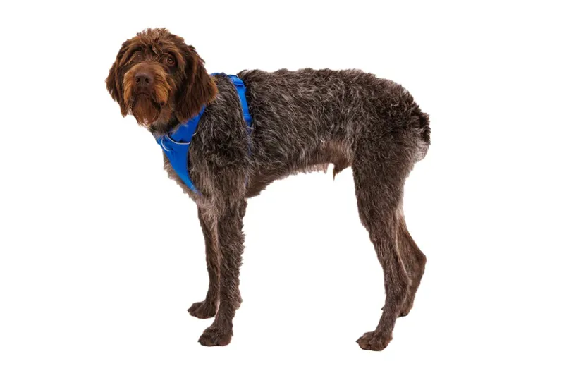Ruffwear Front Range Harness - Blue Pool-7