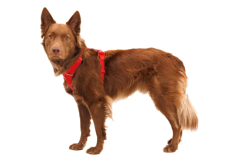Ruffwear Front Range Harness - Red Canyon-7