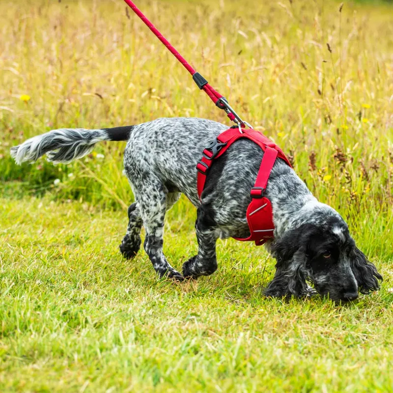 Mountain Paws Dog Harness - Red-5