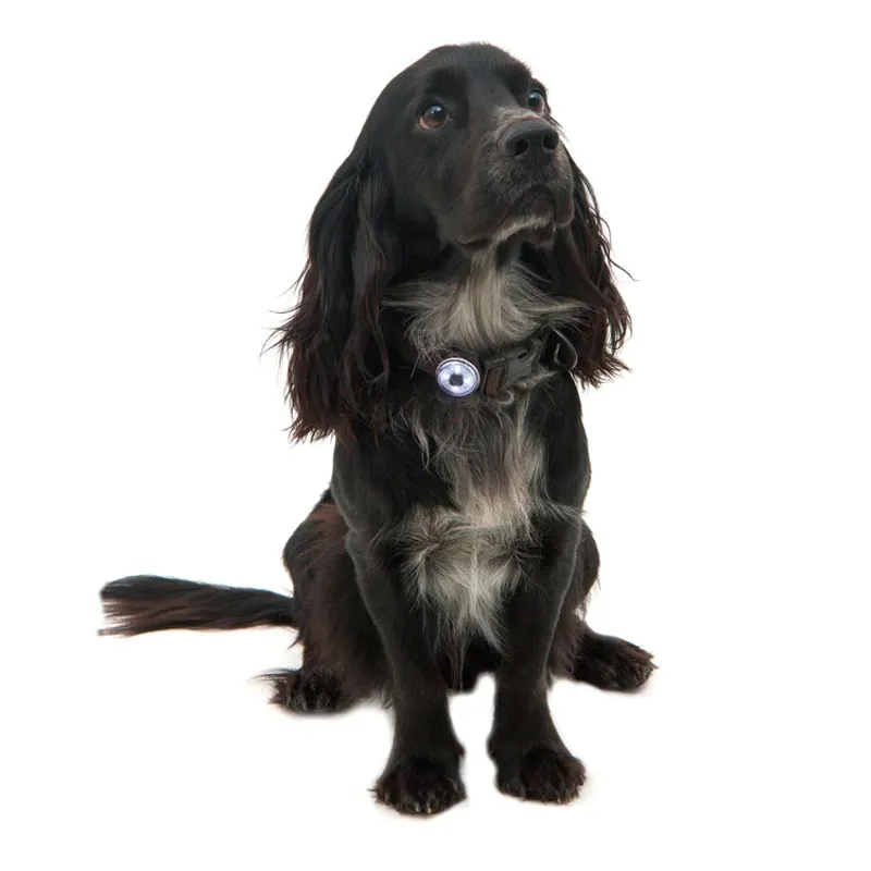 Mountain Paws Dog Safety Light Single-2