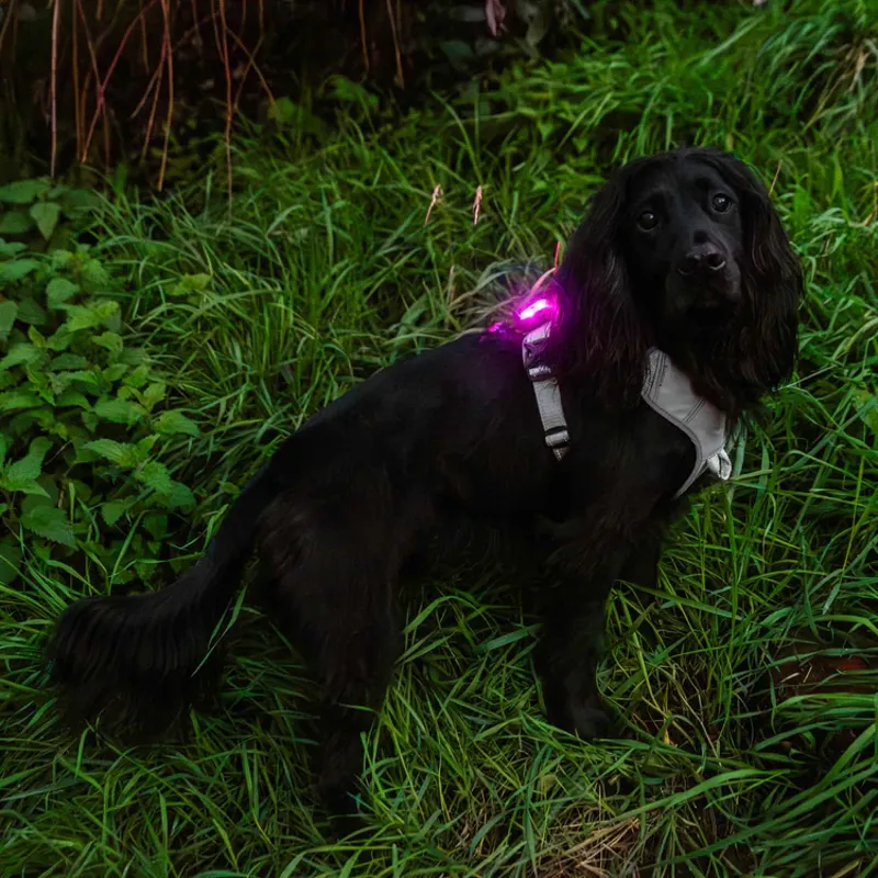 Rechargeable Dog Safety Light - Single-4