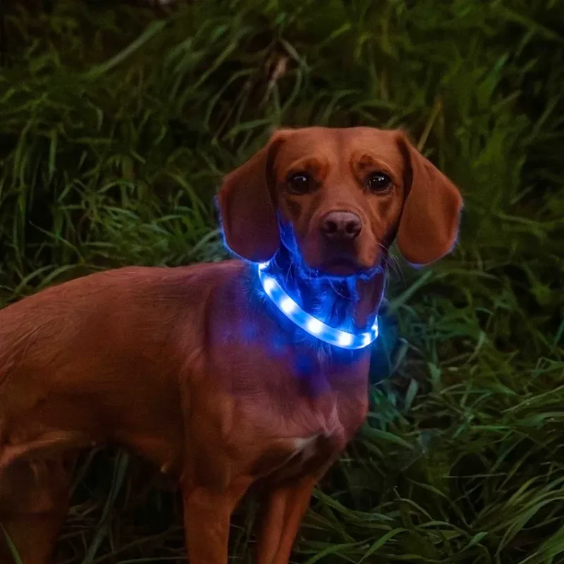 Mountain Paws Rechargeable Dog Collar Light-8