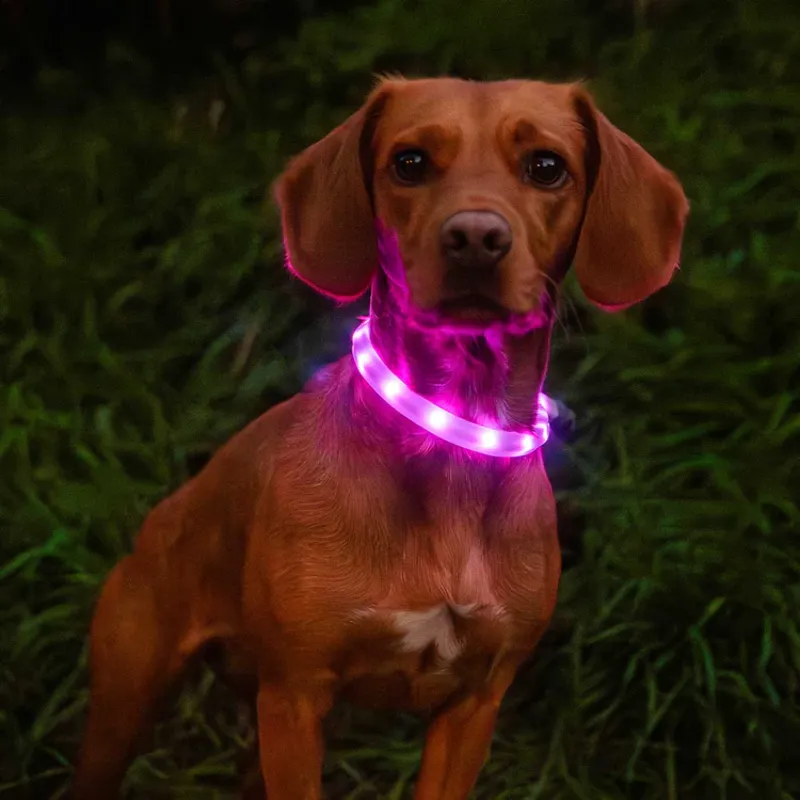 Mountain Paws Rechargeable Dog Collar Light-6