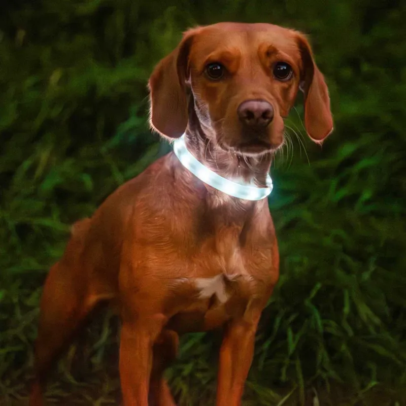 Mountain Paws Rechargeable Dog Collar Light-1