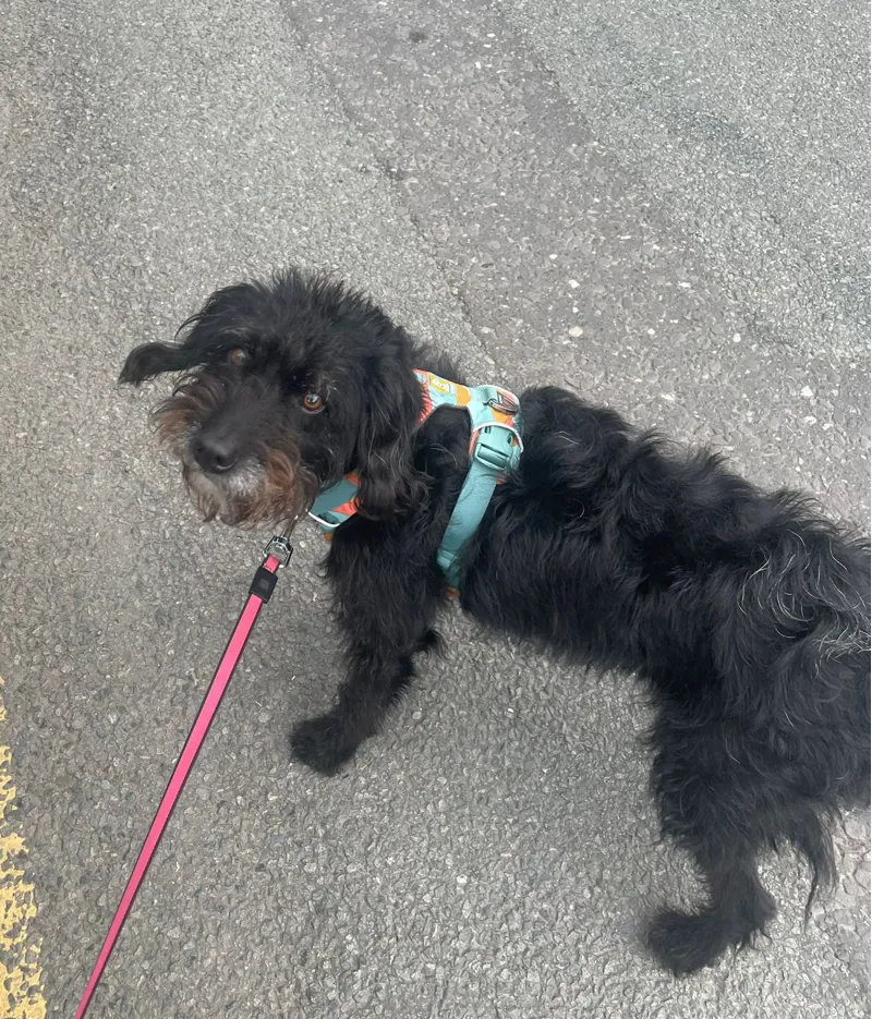 Ruffwear Front Range Harness - Spring Mountains-9