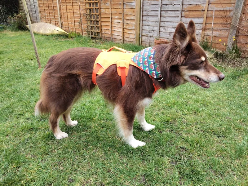 Ruffwear Web Master Harness - Blaze Orange-4