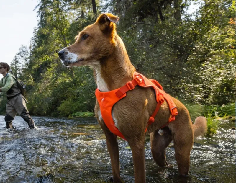 Ruffwear Web Master Harness - Blaze Orange-3