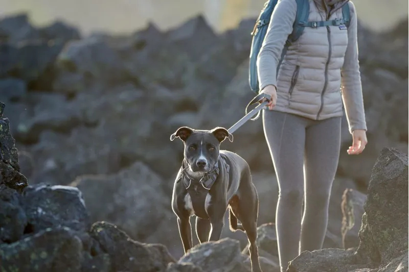 Ruffwear Front Range Harness - Twilight Grey-7